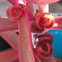 多肉植物,ベランダガーデン,癒し,真っ赤な火曜日,9日は黒法師の日の画像