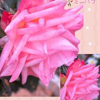 ミニバラ,ミニ薔薇♡,ガーデニング,マイガーデン,いつもありがとう♡の画像