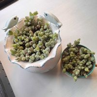 多肉植物,多肉大好き,多肉棚,多肉植物のある暮らし,トトの日の画像