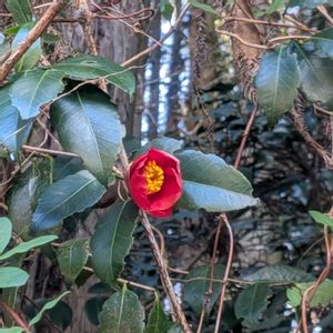 アオキ,ヤブツバキ,ソヨゴ,低山散策,里山の宝物の画像