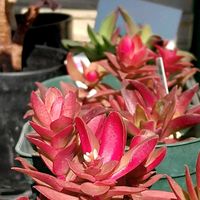 火祭り,多肉植物,スマホ撮影,GSアダルトチーム,真っ赤な火曜日の画像