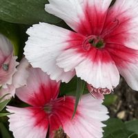 セキチク,花壇,ガーデニング,山野草,ナデシコ科の画像