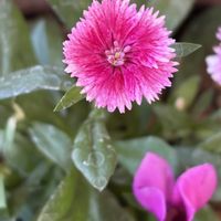 セキチク,花壇,ガーデニング,山野草,ナデシコ科の画像