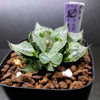 ハオルチア,ハオルシア,多肉植物,エケベリア属,ハオルチア属の画像