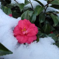 サザンカ,スズラン,白梅,にんじんの葉,梅の花　白の画像