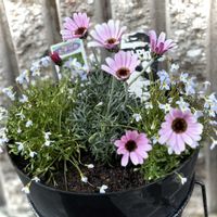 ローダンセマム,ヒナソウ,お花のある暮らし,お花は癒し,繋がりに感謝の画像