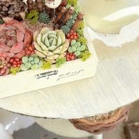 多肉,多肉植物,ベランダガーデン,植物のある暮らし,多肉植物のある暮らしの画像