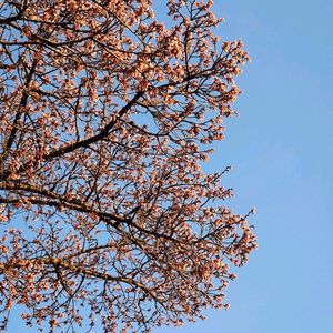 カンザクラ,剪定,散歩道で,丸太ん棒の画像