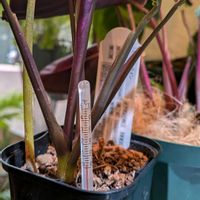 カラテア,ディフェンバキア,観葉植物,熱帯植物,冬越しの画像