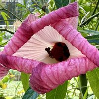 ローゼルの画像