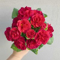 プリムラ,プリムラ ポリアンサ,プリムラ ベラリーナ カルメン,プリムラ ベラリーナ カルメン,花のある暮らしの画像