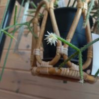 リプサリス,リプサリス　シュガーフロスト,シュガーフロストの画像