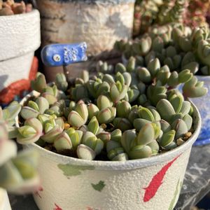 碧漁連,碧漁連,オウンスロー,多肉植物,リメ缶の画像