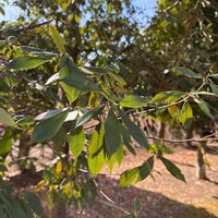 シラカシの画像