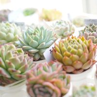 多肉植物,多肉寄せ植え,今日の１枚の画像