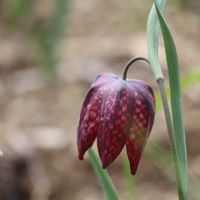 バイモ,フリチラリア・メレアグリス,万葉集,野の花山の花,「本草図譜」の画像