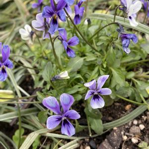 春待ちビオラ　フルーレット,地植え,ブルー系,極小輪ビオラ,おうち園芸の画像