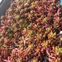虹の玉,多肉植物,セダム属,チーム愛知,ベランダの画像