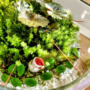 ユキノシタ,多肉,白い花,苔テラリウム,つぶやきの画像