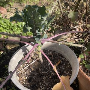 プランター野菜,家庭菜園,庭の画像