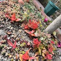 パリダム,多肉植物,多肉地植え,庭の画像