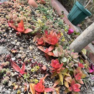 パリダム,多肉植物,多肉地植え,庭の画像