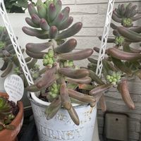 セダム,乙女心,#多肉植物の画像