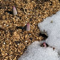 チューリップ,畑,庭の画像