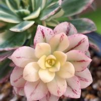 アエオニウム 属,アエオニウム 甜茶錦,甜茶錦,甜茶錦,多肉植物の画像