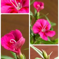 ナデシコ,ビオラ,小さな庭の画像