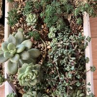 多肉植物,セダム属,セダム寄植えの画像