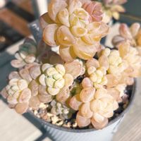 ロッティー,多肉植物,紅葉する多肉,神奈川タニラー,小さな庭の画像