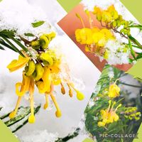 グレビレア,ストック,観葉植物,オージープランツ,季節の花の画像