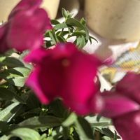 キンギョソウ,多肉好きな人と繋がりたい,横浜タニラー,バラと夢CLUB,夜なべっこの画像