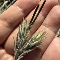 チランジア,エアプランツの画像