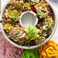 多肉植物,多肉寄せ植え,埼玉タニラー,モフモフ大好き,ニットの日の画像