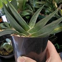 Gasteria,ガステリア ピランシー,多肉植物,ガステリア,ガステリア属の画像