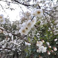 ウメ,梅,畑の画像