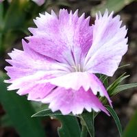 ナデシコ,せんだい農業園芸センター,ほんわか♥️ほんのり,花咲く乙女たち♡の画像