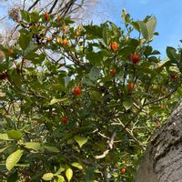 クチナシの画像