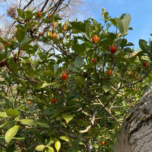 クチナシの画像