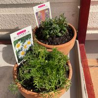 カモミール,ヒソップ,庭の画像