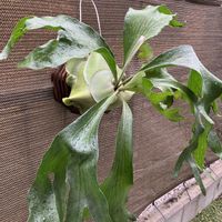 コウモリラン,ビカクシダ,ビカクシダ ヒリー,多肉植物,塊根植物の画像