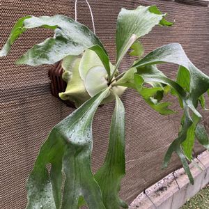 コウモリラン,ビカクシダ,ビカクシダ ヒリー,多肉植物,塊根植物の画像