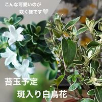 小品盆栽,苔玉仕立て,ひろしの四季彩々・・・！の画像