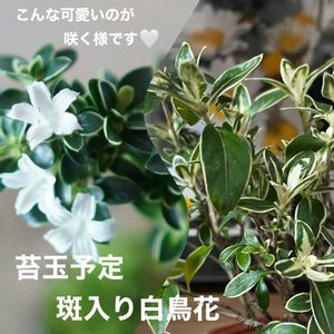 小品盆栽,苔玉仕立て,ひろしの四季彩々・・・！の画像