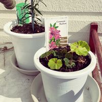 コモンマロウ,レモンティーツリーの画像