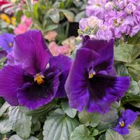 キンギョソウ,パンジー,プリムローズ,アラセイトウ,アラセイトウの画像