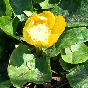 宿根草,地植え,花のある暮らし,私の癒やし,駐車場の花壇にの画像