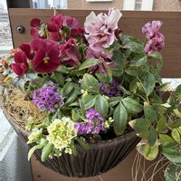 ナンテン,パンジー,ビオラ,ヒューケラ,スィートアリッサムの画像